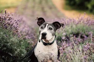 PETSISTER Martyna Zgłobisz || Behawiorysta psów | Szkolenie psów | Fotografia